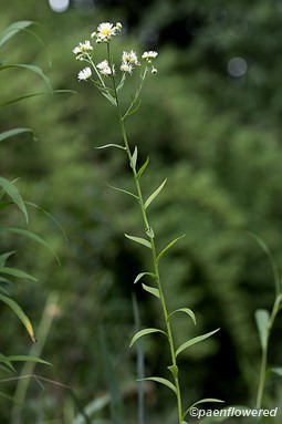 Plant form